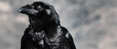 Coastal Crow